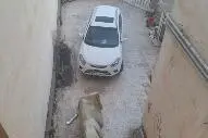 جک S5