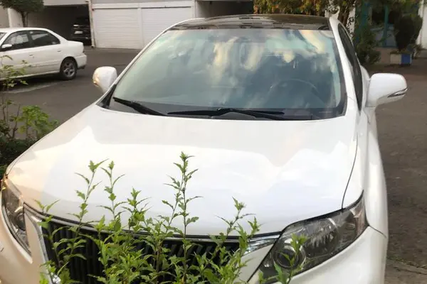 لکسوس RX